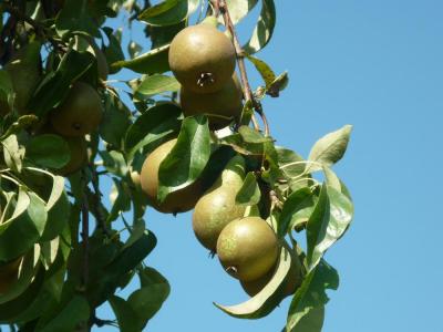 poire conférence